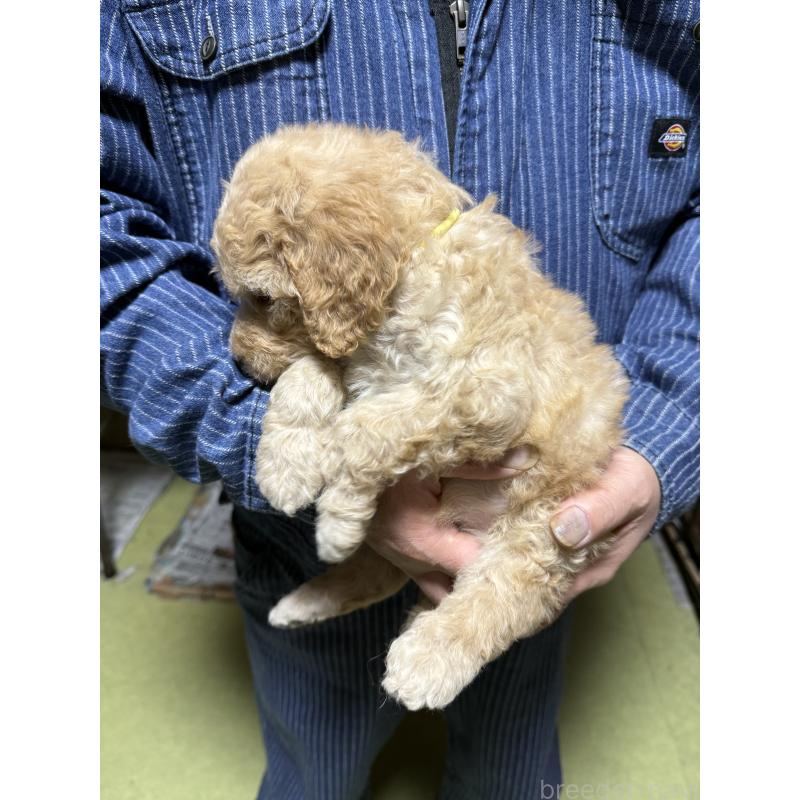 販売中の福島県のスタンダードプードル-431989の4枚目