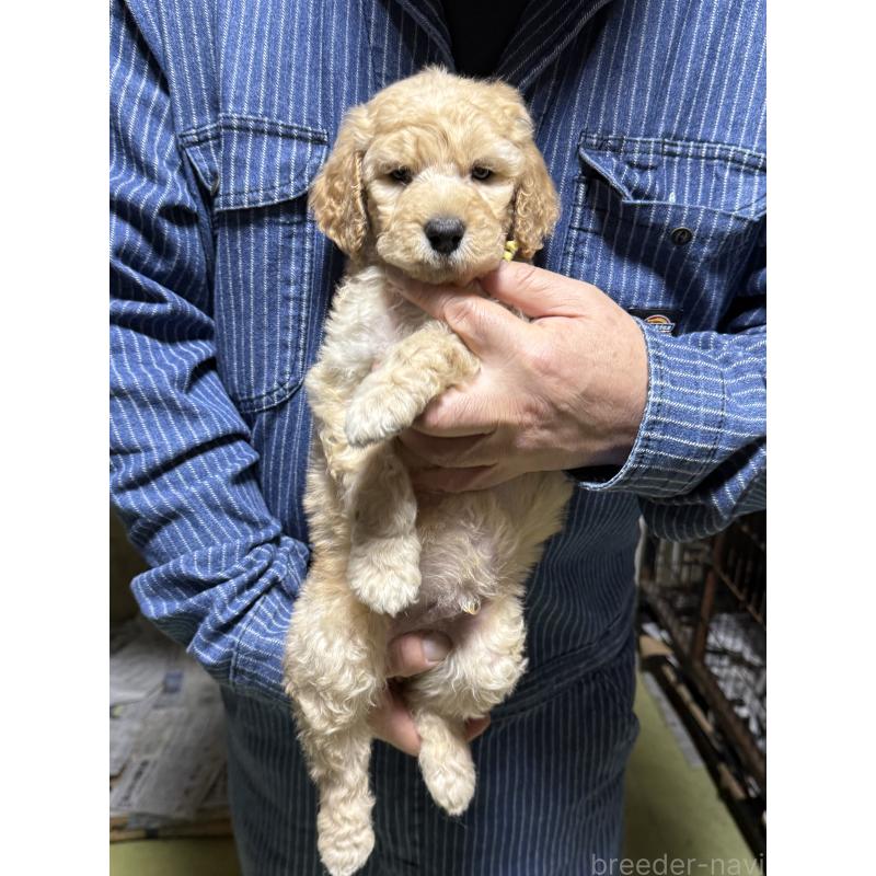 販売中の福島県のスタンダードプードル-431989の3枚目