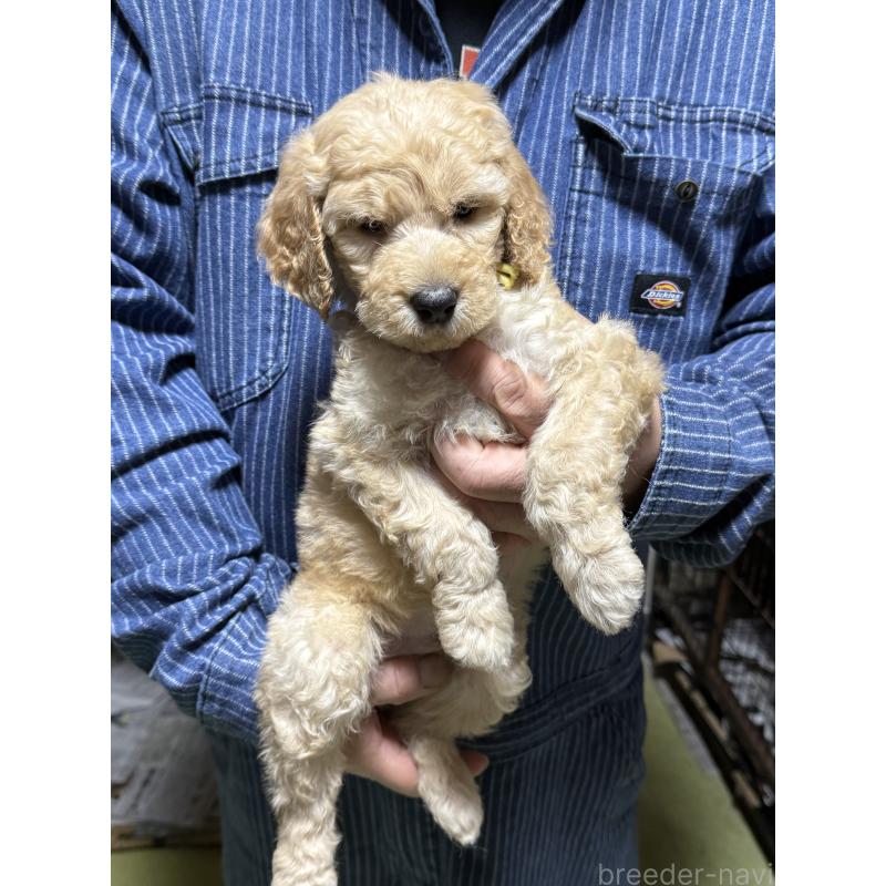 販売中の福島県のスタンダードプードル-431989の2枚目