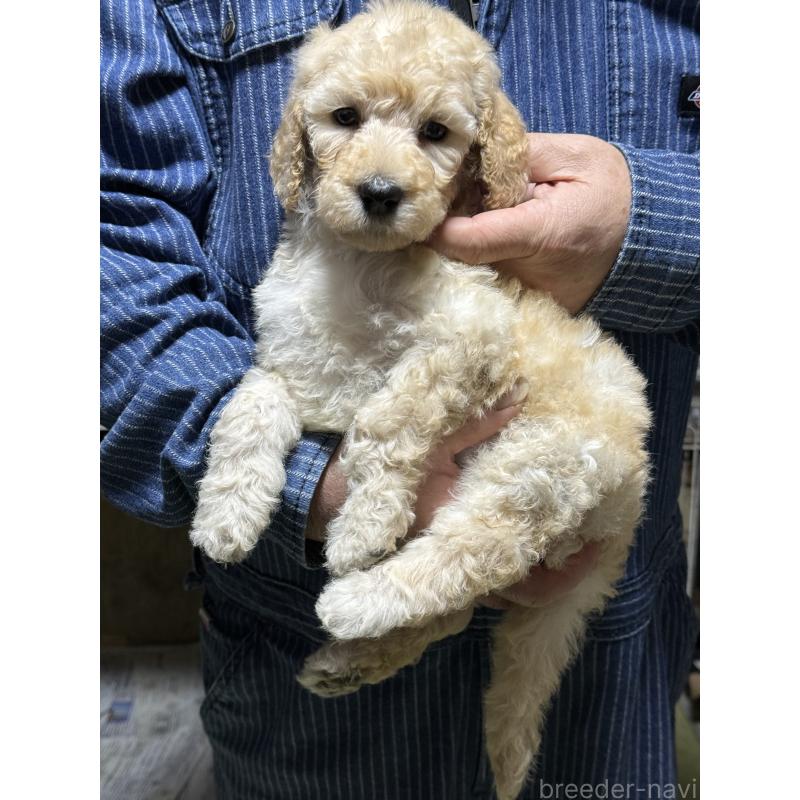 販売中の福島県のスタンダードプードル-431993の6枚目