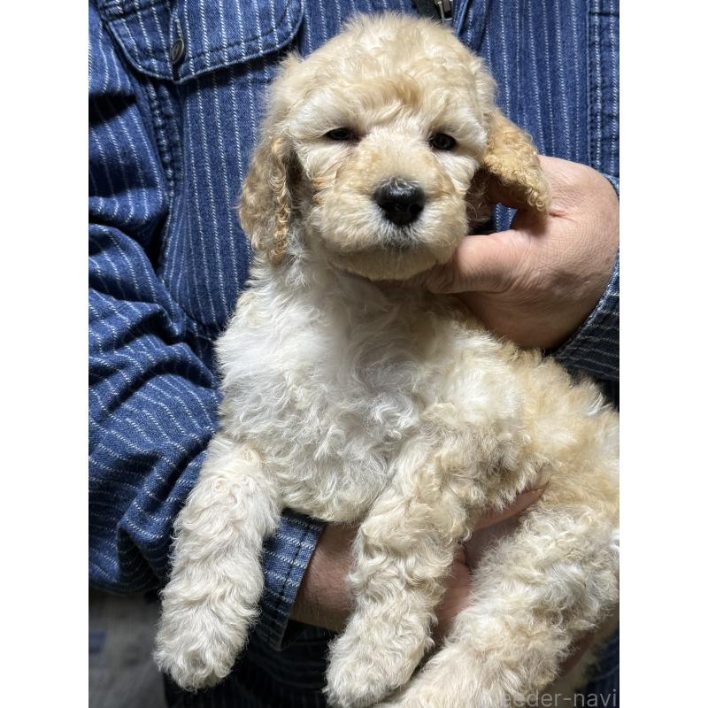 販売中の福島県のスタンダードプードル-431993の4枚目