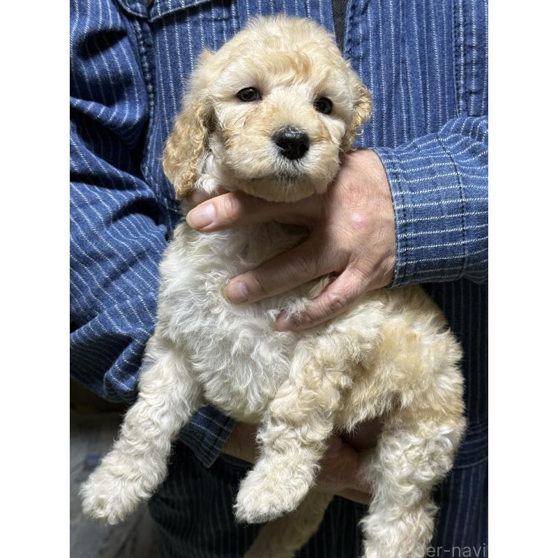 販売中の福島県のスタンダードプードル-431993の2枚目