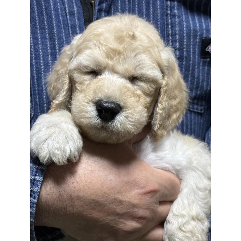 販売中の福島県のスタンダードプードル-431994の7枚目