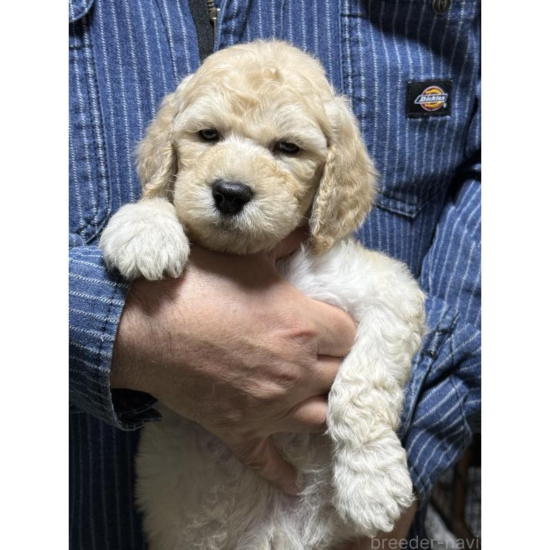 販売中の福島県のスタンダードプードル-431994の6枚目