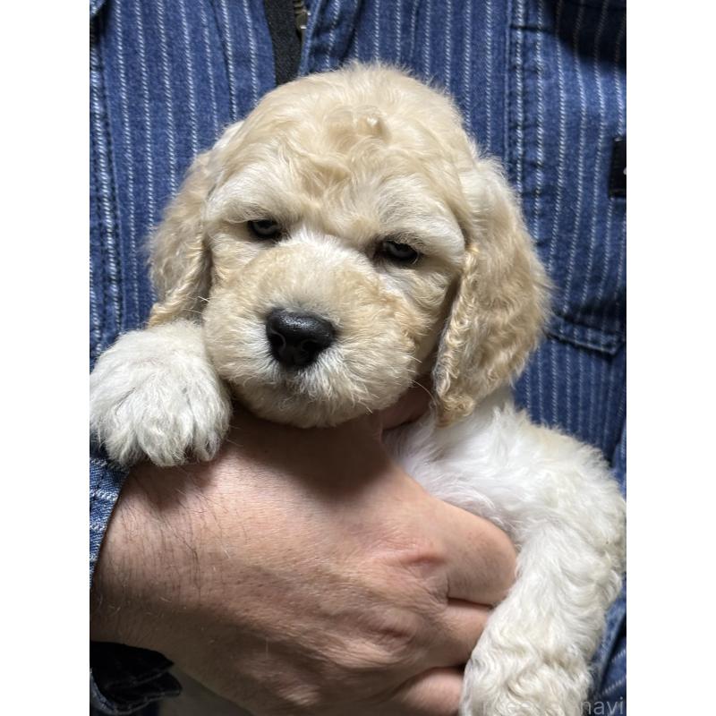 販売中の福島県のスタンダードプードル-431994の5枚目