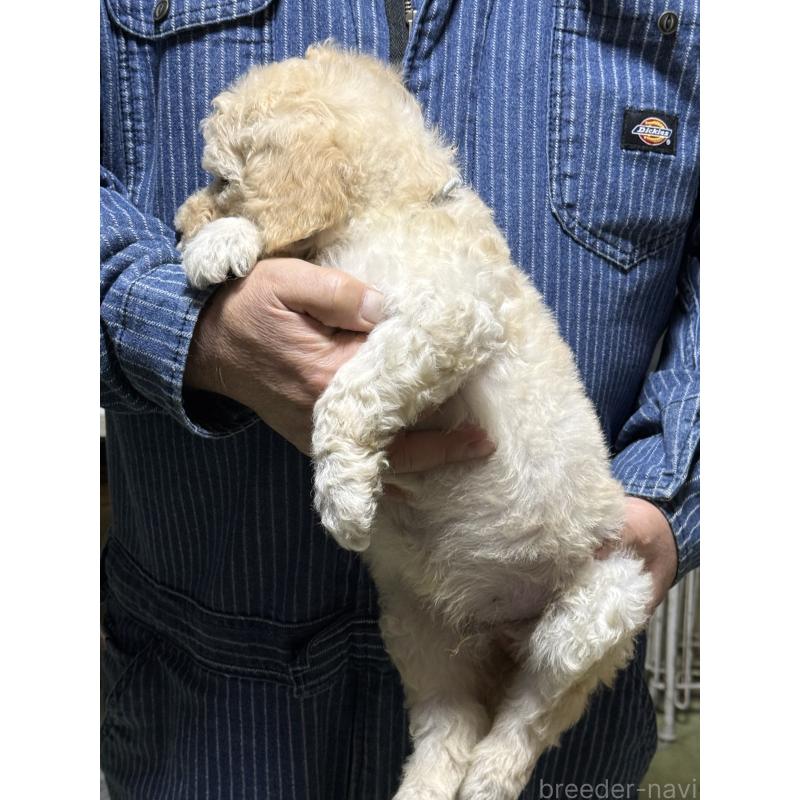 販売中の福島県のスタンダードプードル-431994の3枚目