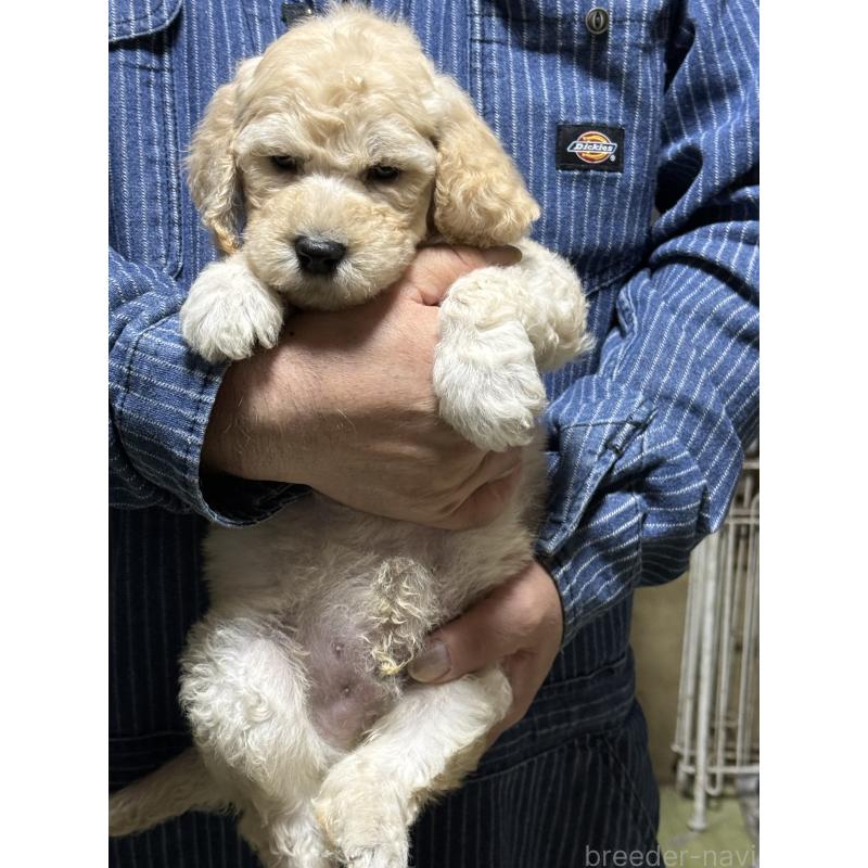 販売中の福島県のスタンダードプードル-431994の2枚目