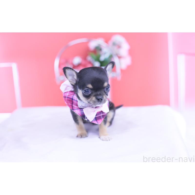 販売中の愛知県のチワワ(スムースコート)-431999の14枚目