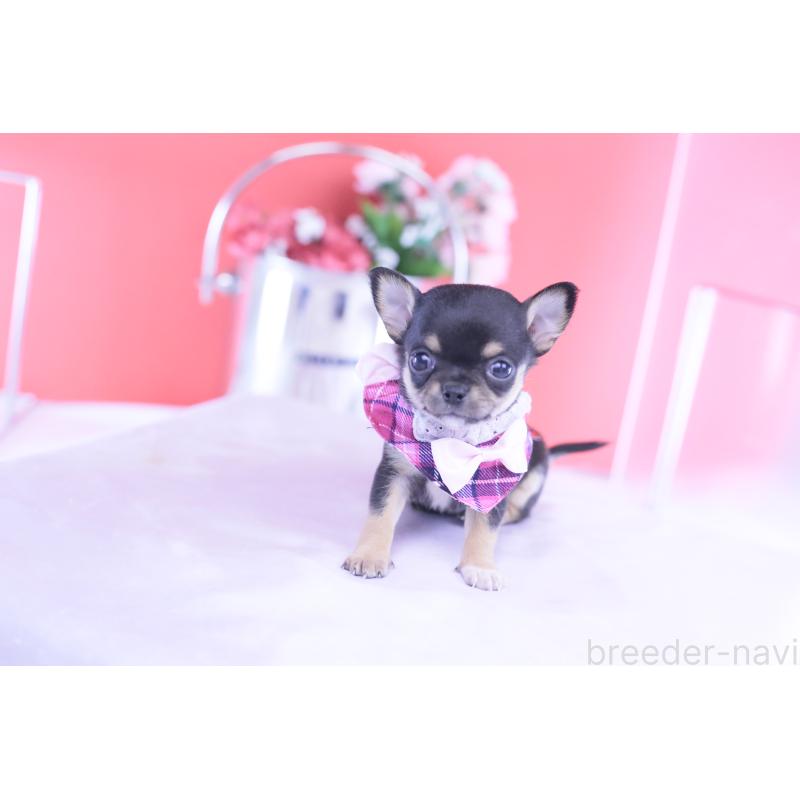販売中の愛知県のチワワ(スムースコート)-431999の11枚目