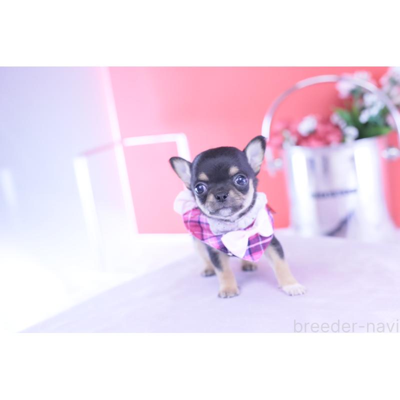 販売中の愛知県のチワワ(スムースコート)-431999の8枚目