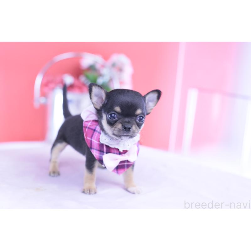 販売中の愛知県のチワワ(スムースコート)-431999の2枚目