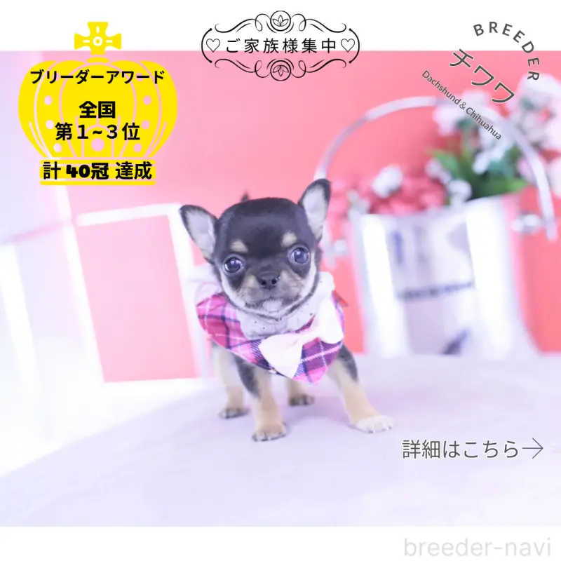 販売中の愛知県のチワワ(スムースコート)-431999