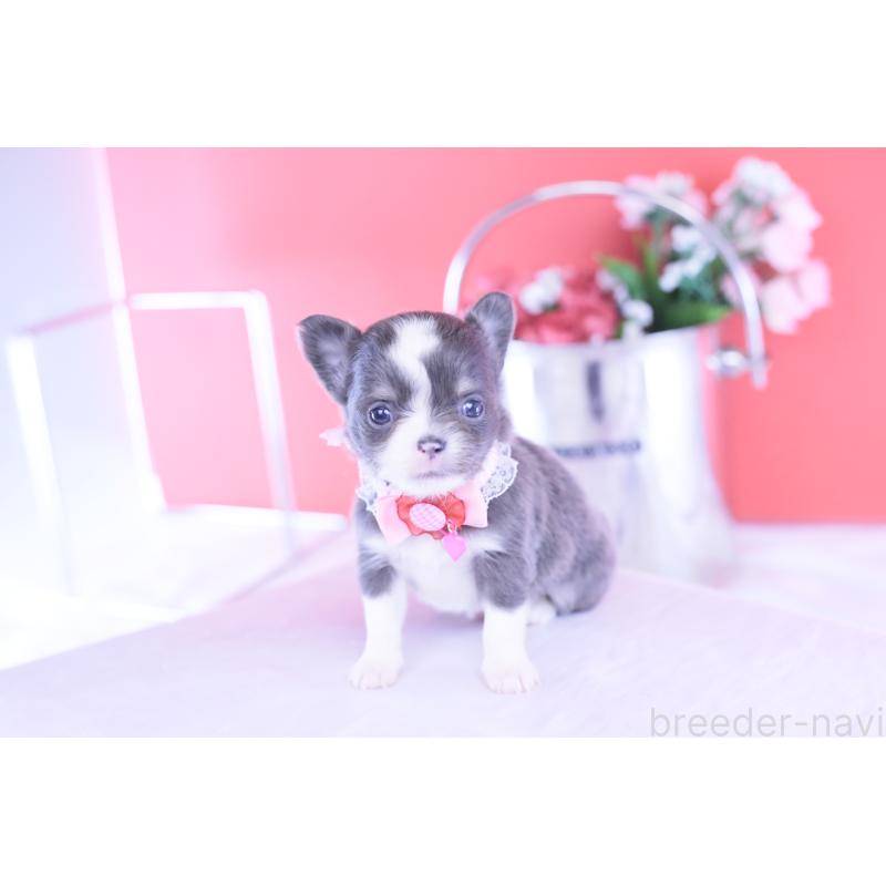 販売中の愛知県のチワワ(ロングコート)-432000の14枚目