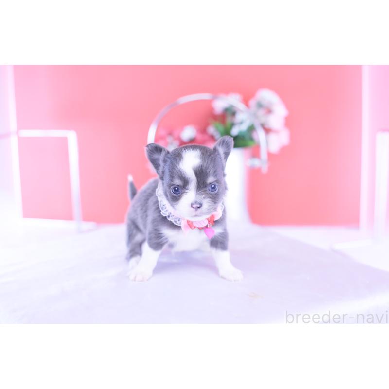 販売中の愛知県のチワワ(ロングコート)-432000の13枚目