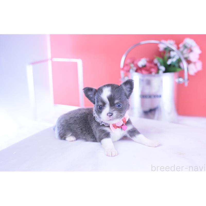 販売中の愛知県のチワワ(ロングコート)-432000の11枚目