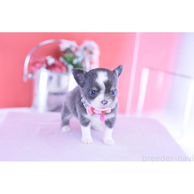 販売中の愛知県のチワワ(ロングコート)-432000の10枚目