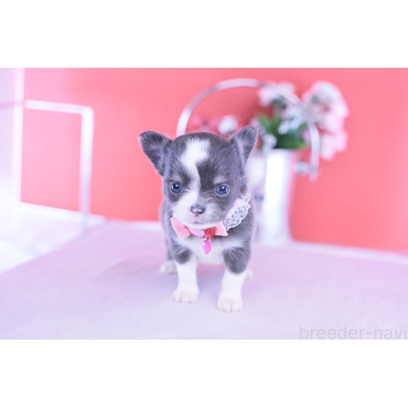 販売中の愛知県のチワワ(ロングコート)-432000の9枚目