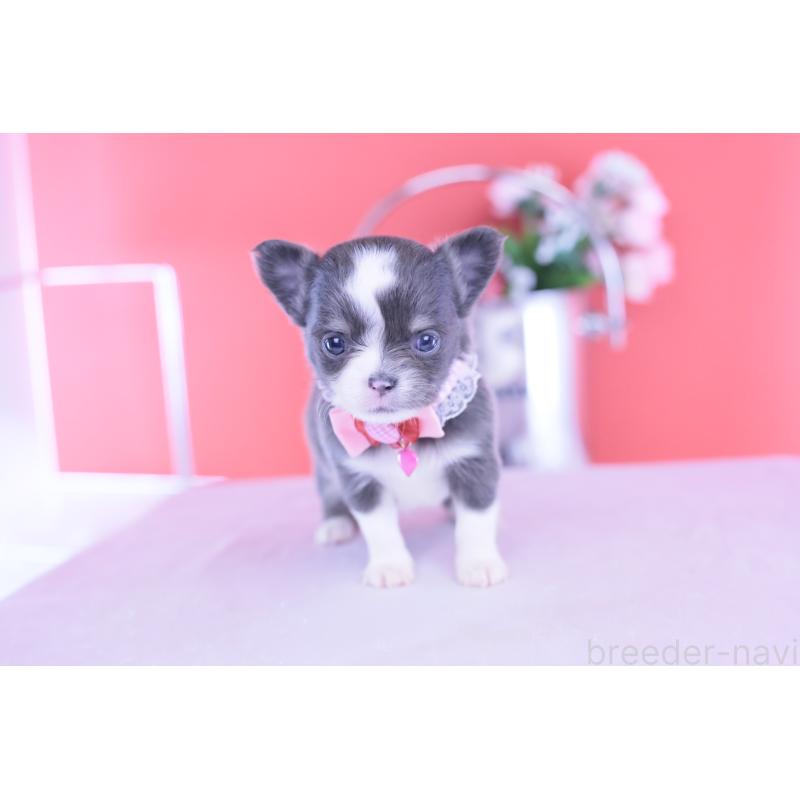 販売中の愛知県のチワワ(ロングコート)-432000の8枚目