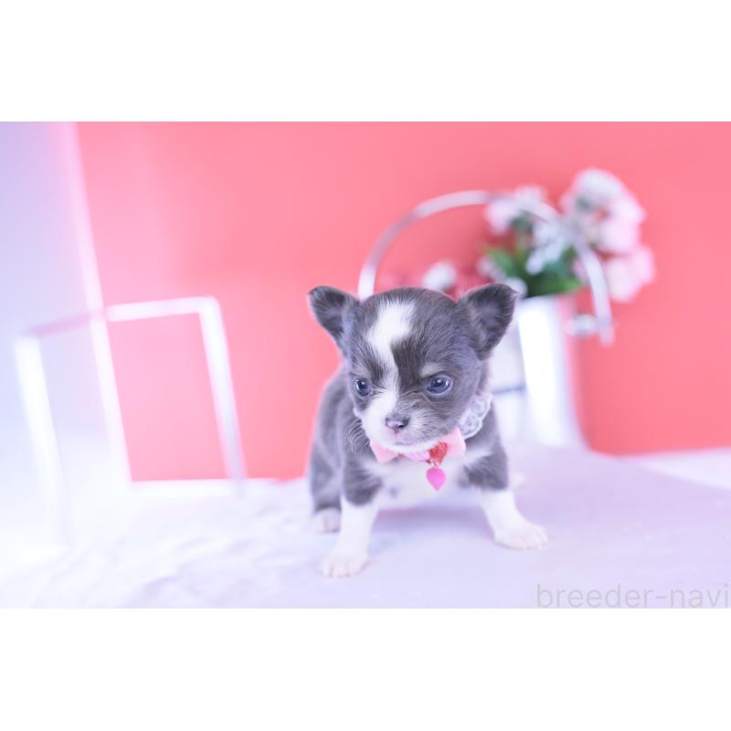 販売中の愛知県のチワワ(ロングコート)-432000の7枚目