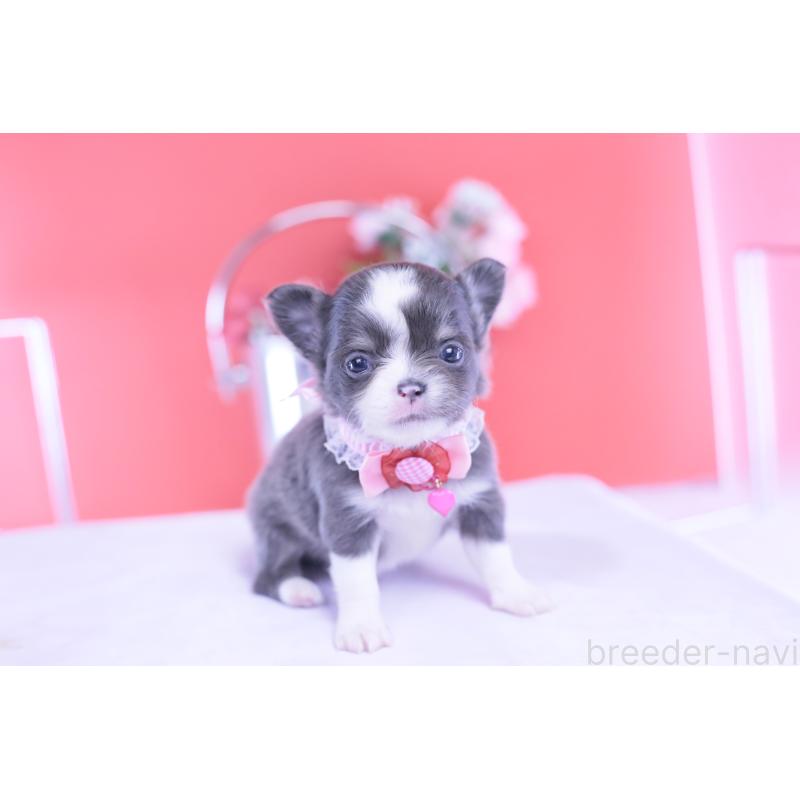 販売中の愛知県のチワワ(ロングコート)-432000の5枚目