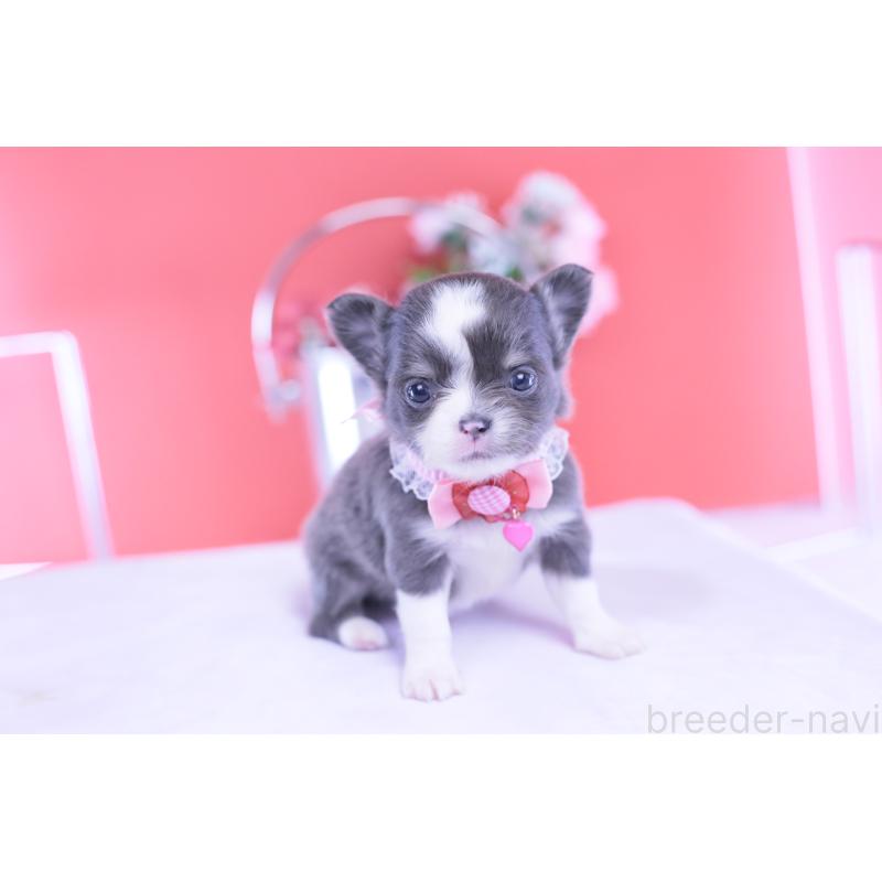 販売中の愛知県のチワワ(ロングコート)-432000の4枚目