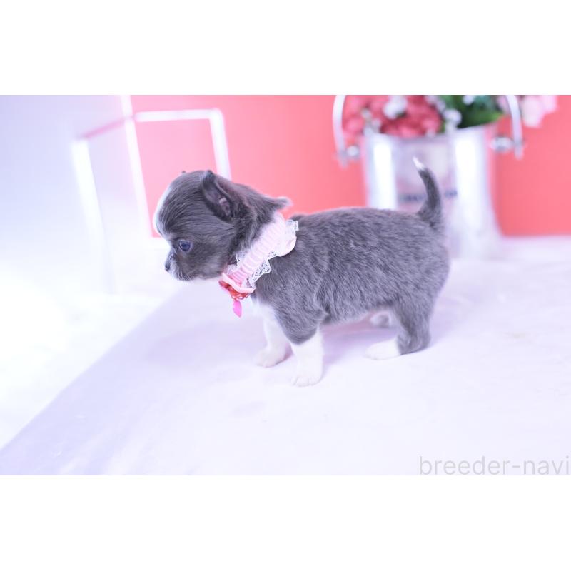 販売中の愛知県のチワワ(ロングコート)-432000の3枚目