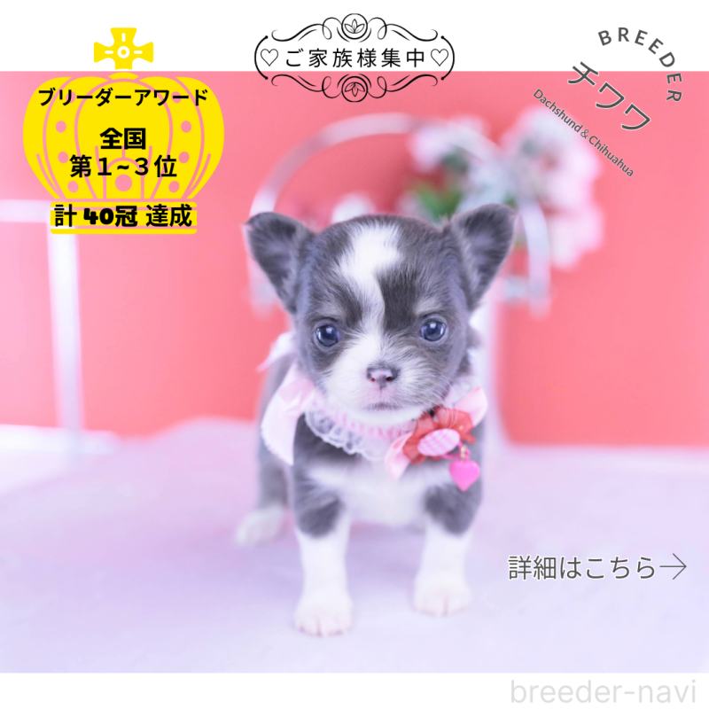 販売中の愛知県のチワワ(ロングコート)-432000の1枚目