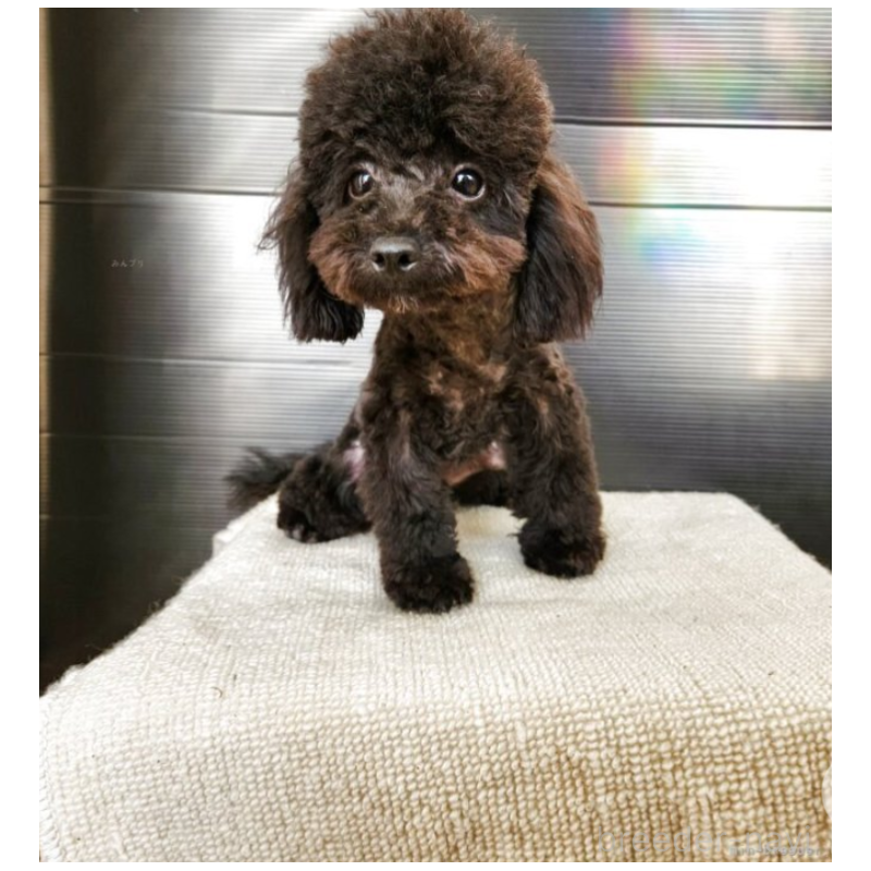 販売中の茨城県のトイプードル-393541の2枚目