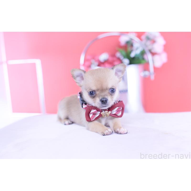 販売中の愛知県のチワワ(スムースコート)-432002の13枚目