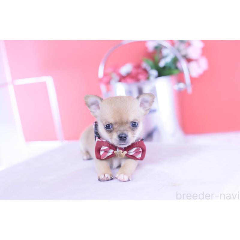 販売中の愛知県のチワワ(スムースコート)-432002の11枚目