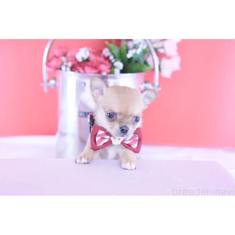 販売中の愛知県のチワワ(スムースコート)-432002の9枚目