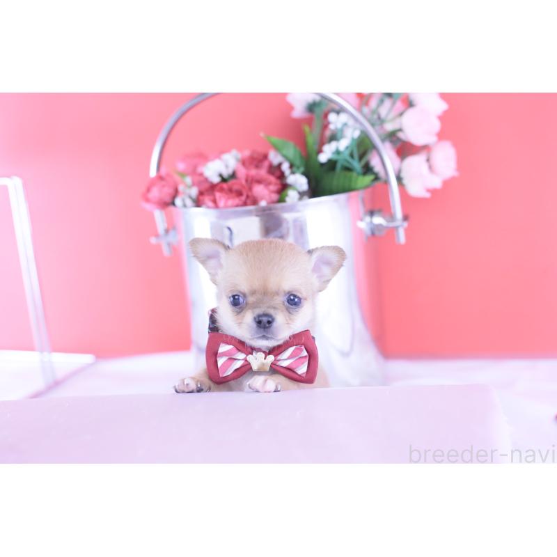 販売中の愛知県のチワワ(スムースコート)-432002の8枚目