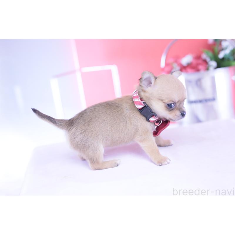 販売中の愛知県のチワワ(スムースコート)-432002の7枚目