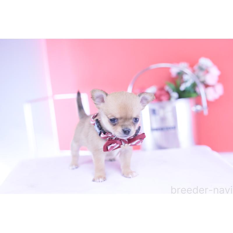 販売中の愛知県のチワワ(スムースコート)-432002の4枚目