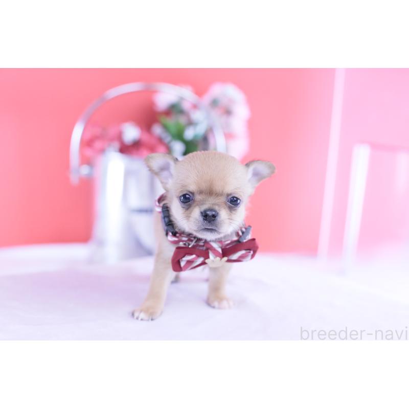 販売中の愛知県のチワワ(スムースコート)-432002の3枚目