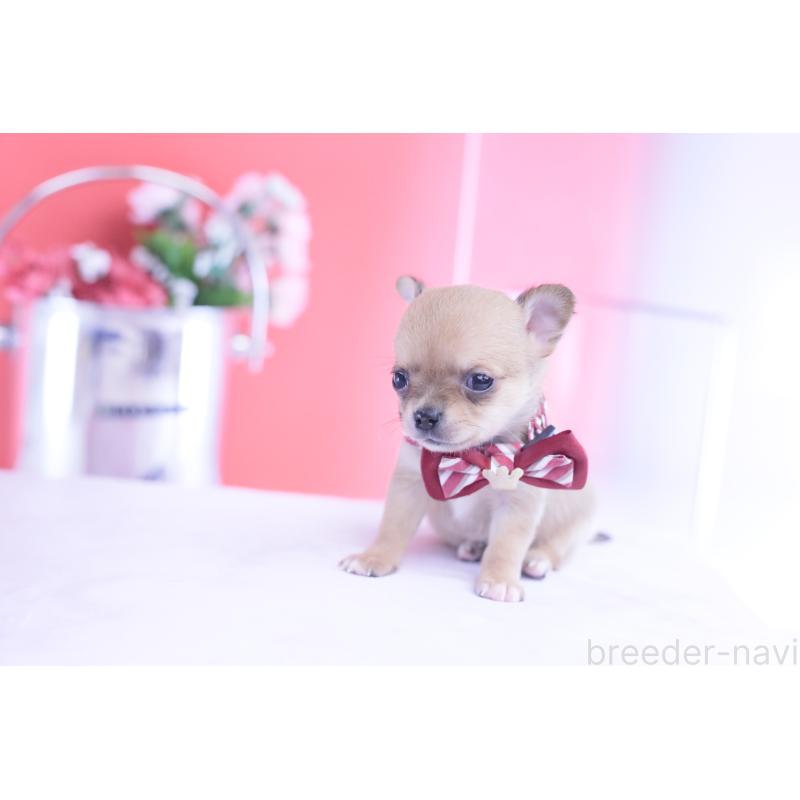 販売中の愛知県のチワワ(スムースコート)-432002の2枚目