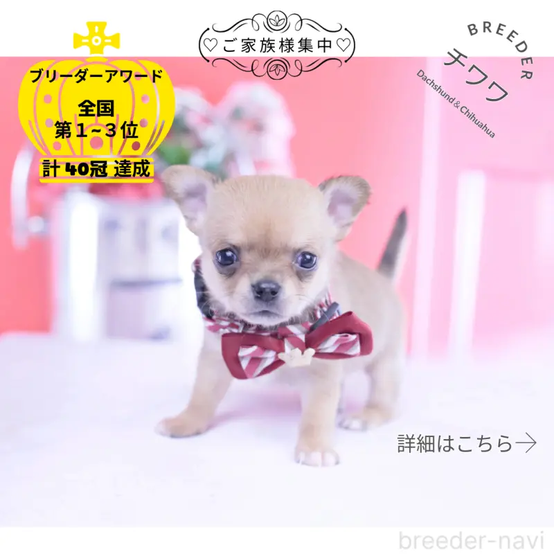 販売中の愛知県のチワワ(スムースコート)-432002の1枚目