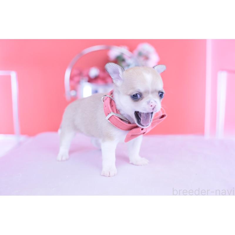 販売中の愛知県のチワワ(スムースコート)-432003の11枚目