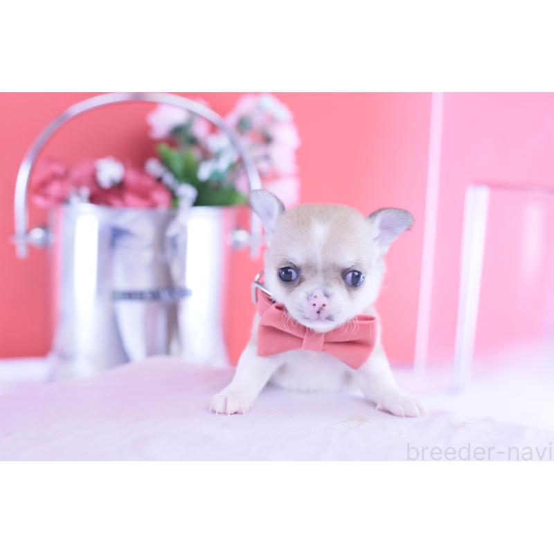 販売中の愛知県のチワワ(スムースコート)-432003の8枚目