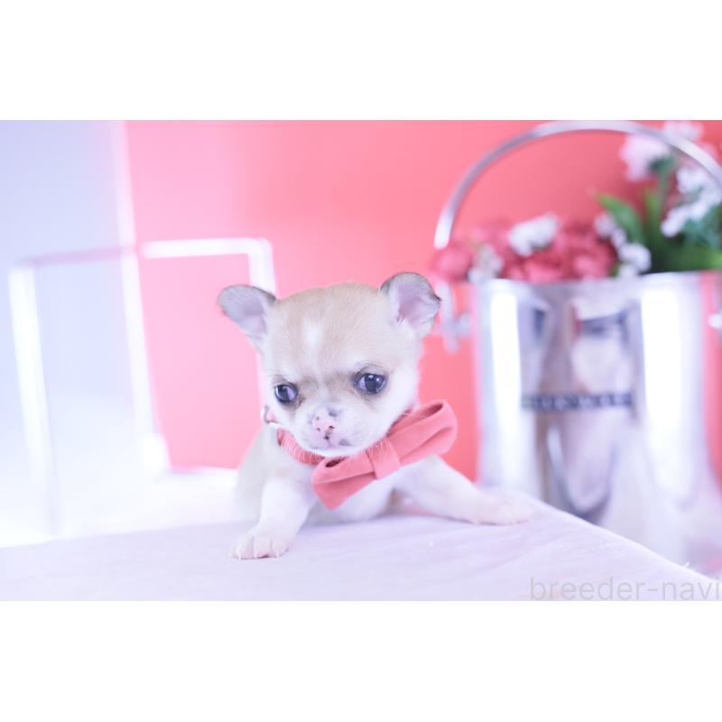 販売中の愛知県のチワワ(スムースコート)-432003の7枚目