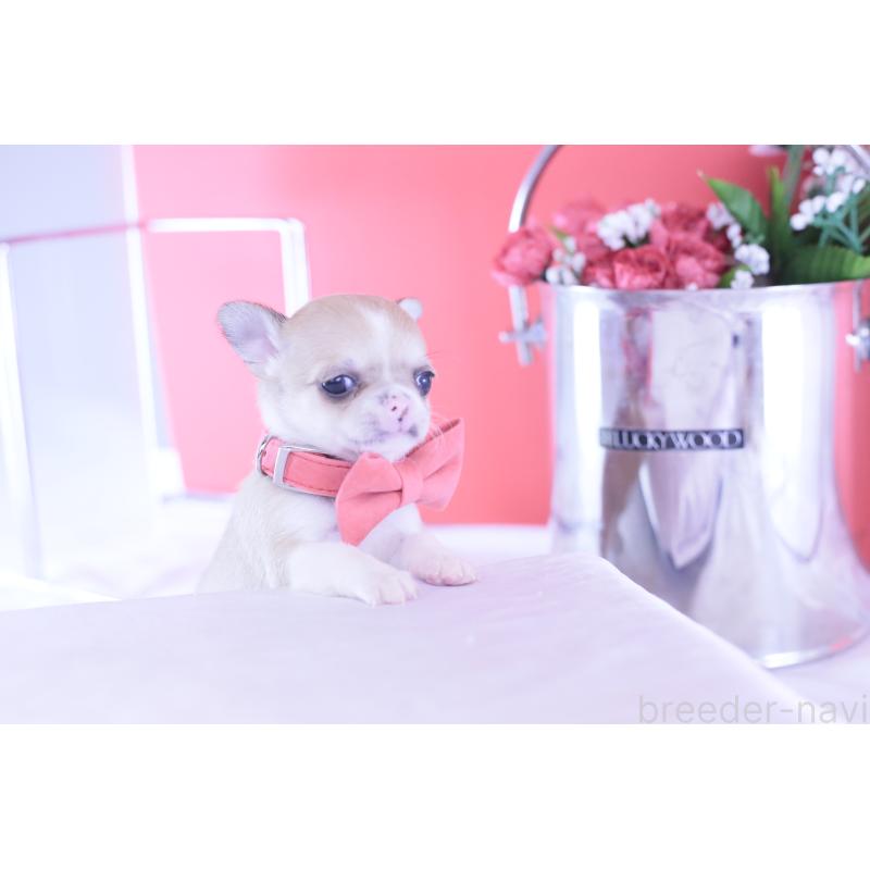 販売中の愛知県のチワワ(スムースコート)-432003の6枚目