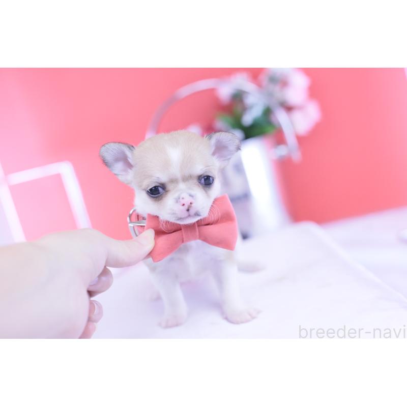 販売中の愛知県のチワワ(スムースコート)-432003の5枚目