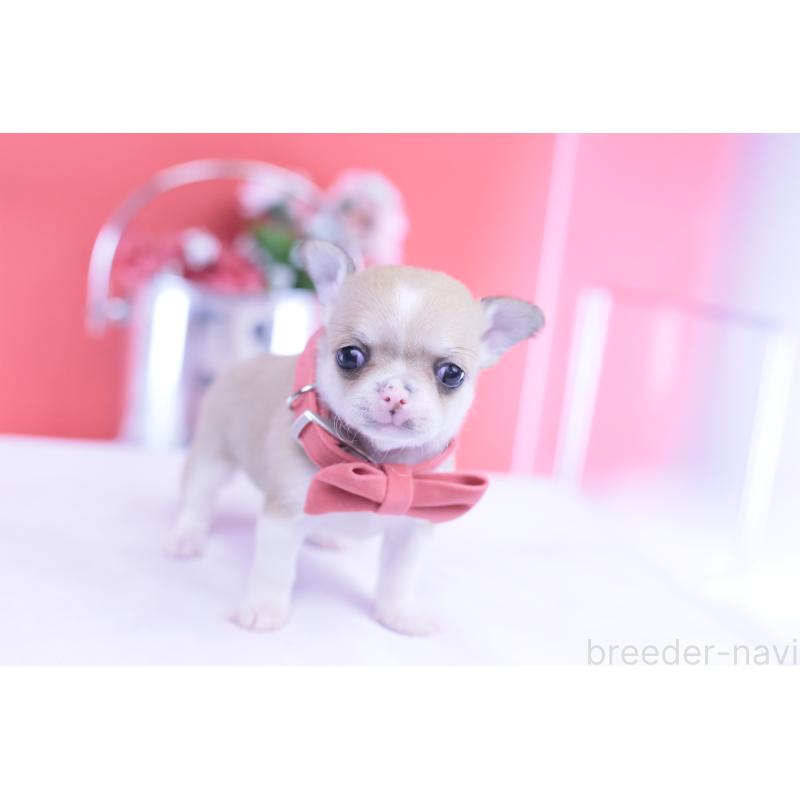 販売中の愛知県のチワワ(スムースコート)-432003の3枚目