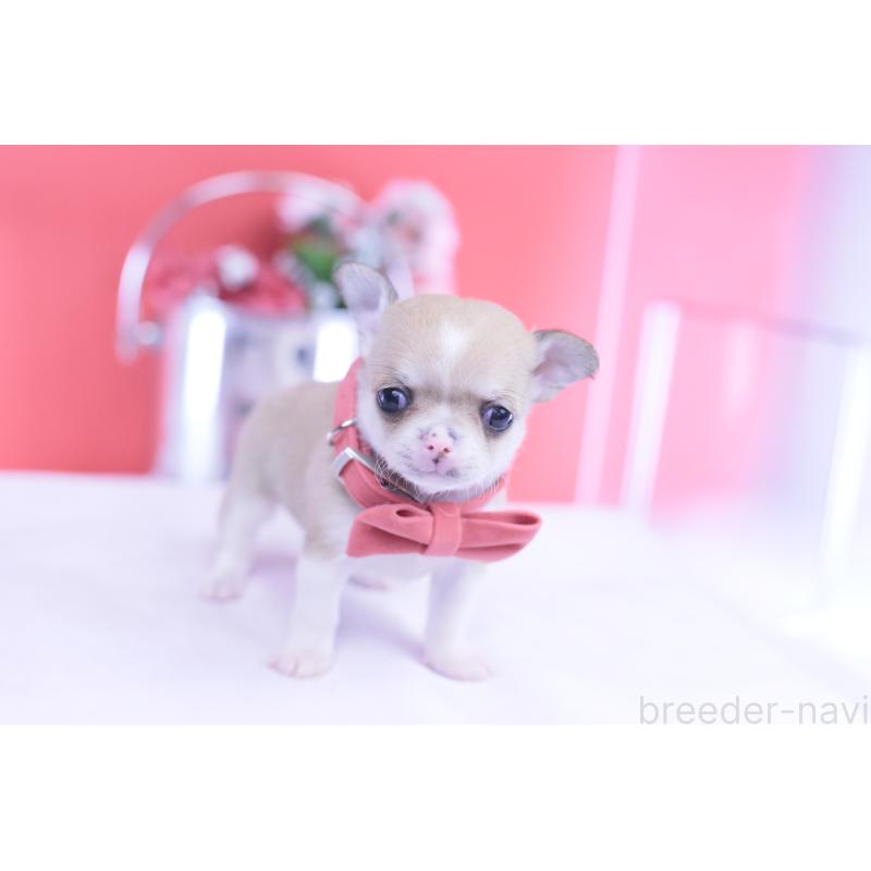 販売中の愛知県のチワワ(スムースコート)-432003の2枚目
