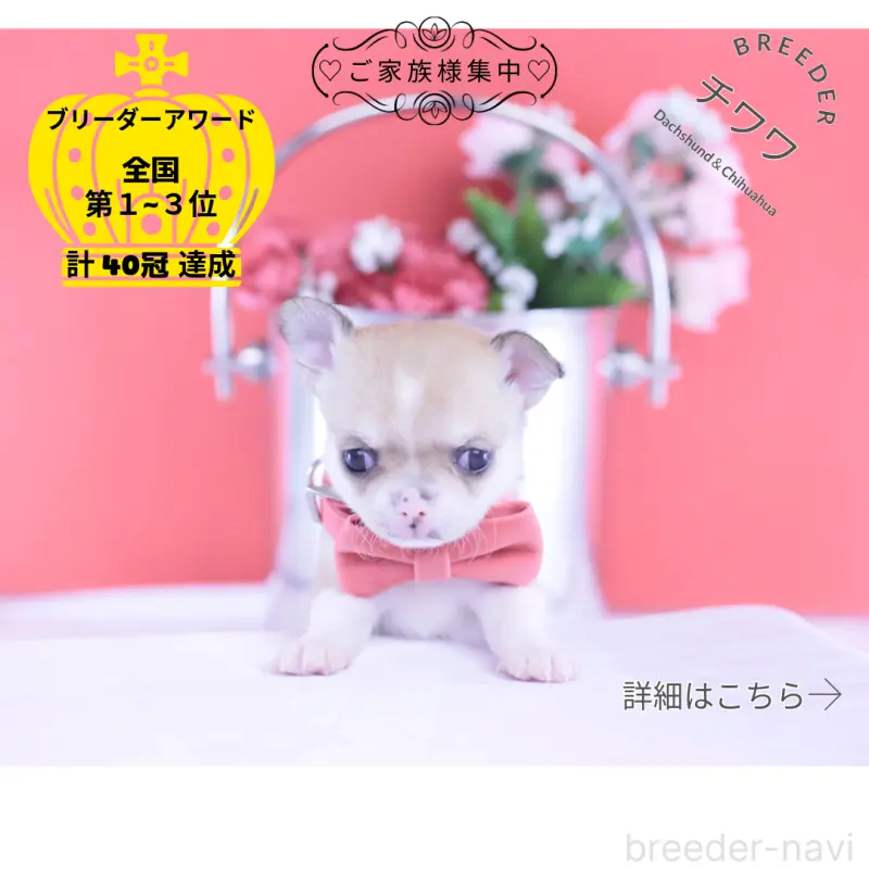 販売中の愛知県のチワワ(スムースコート)-432003