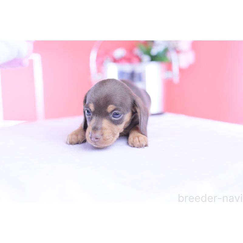 販売中の愛知県のカニンヘンダックスフンド(スムースヘアード)-432005の15枚目