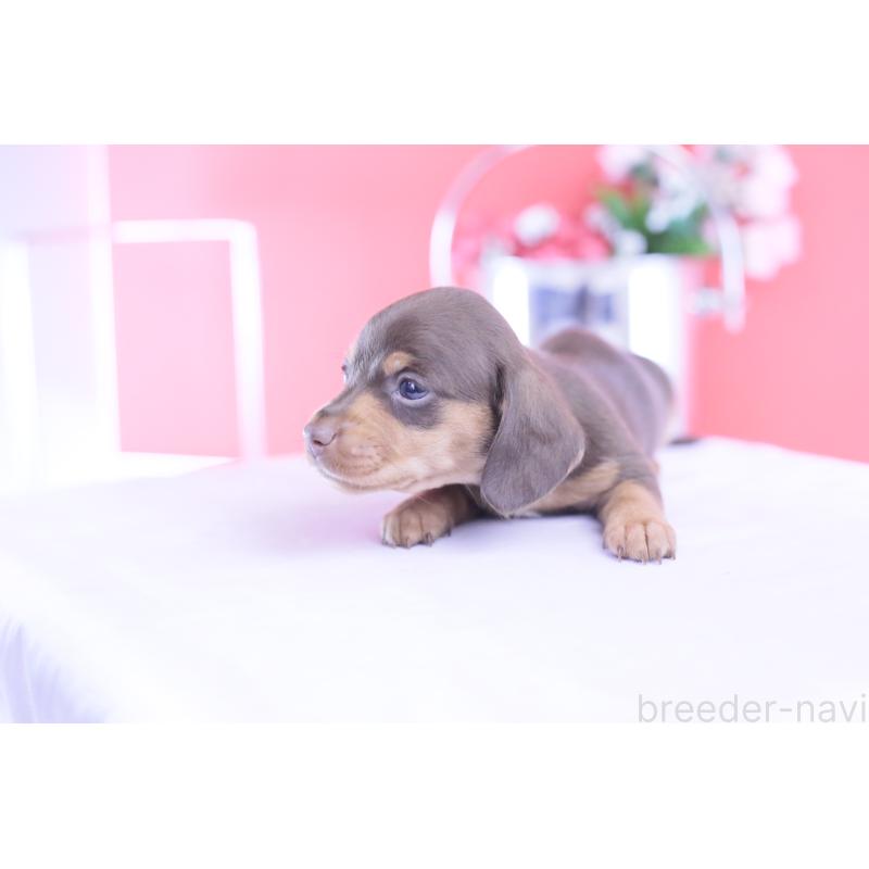 販売中の愛知県のカニンヘンダックスフンド(スムースヘアード)-432005の14枚目