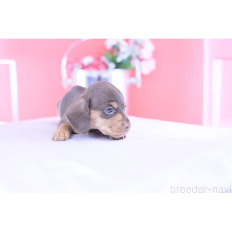 販売中の愛知県のカニンヘンダックスフンド(スムースヘアード)-432005の7枚目