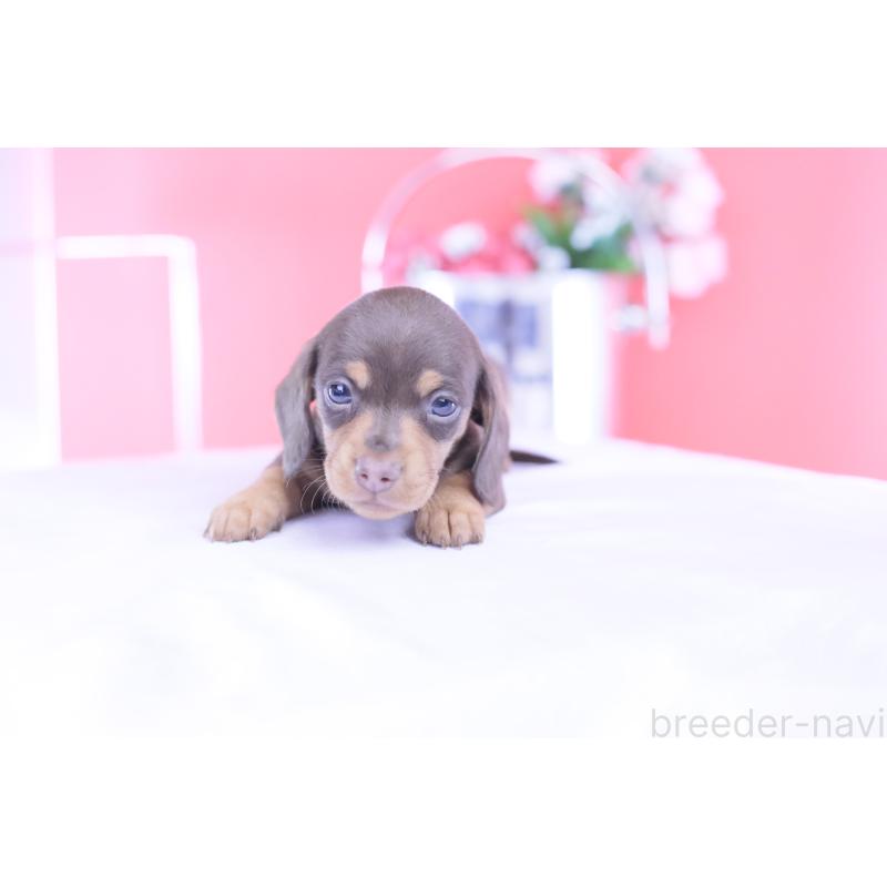 販売中の愛知県のカニンヘンダックスフンド(スムースヘアード)-432005の5枚目