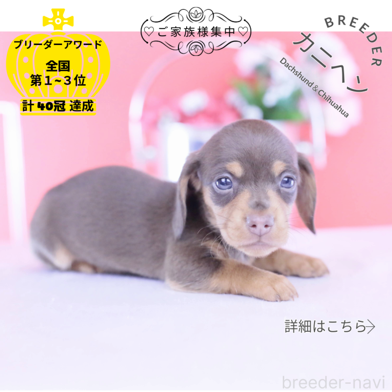 販売中の愛知県のカニンヘンダックスフンド(スムースヘアード)-432005